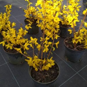 Форзиція середня - Forsythia intermedia Goldrausch