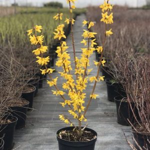 Форзиція середня - Forsythia intermedia Lynwood