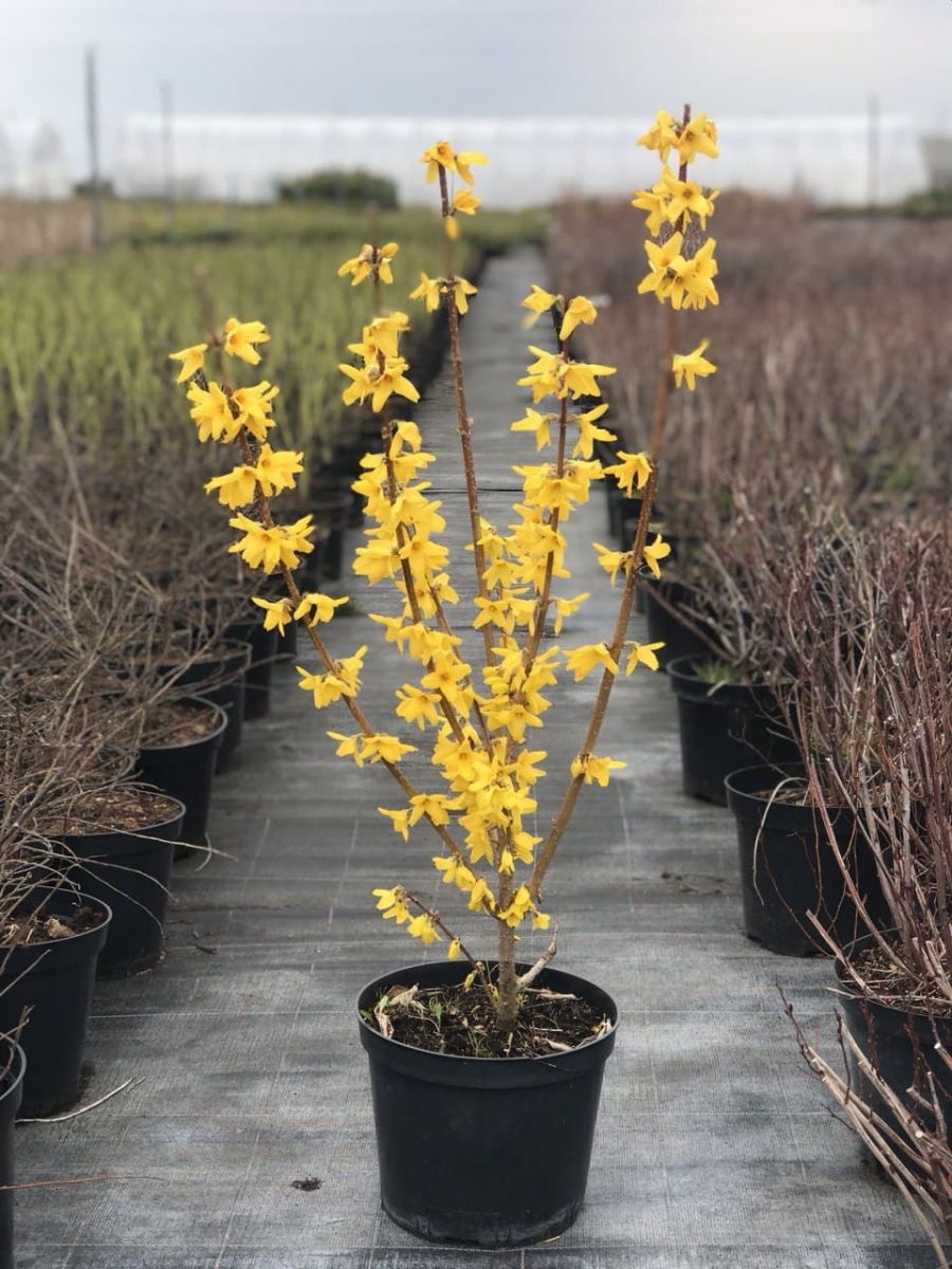 Forsythia intermedia Lynwood Форзиція середня - Forsythia intermedia Lynwood