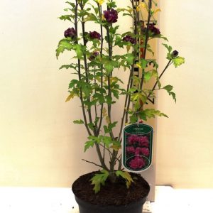 Гібіскус сирійський - Hibiscus syriacus Duc de Brabant