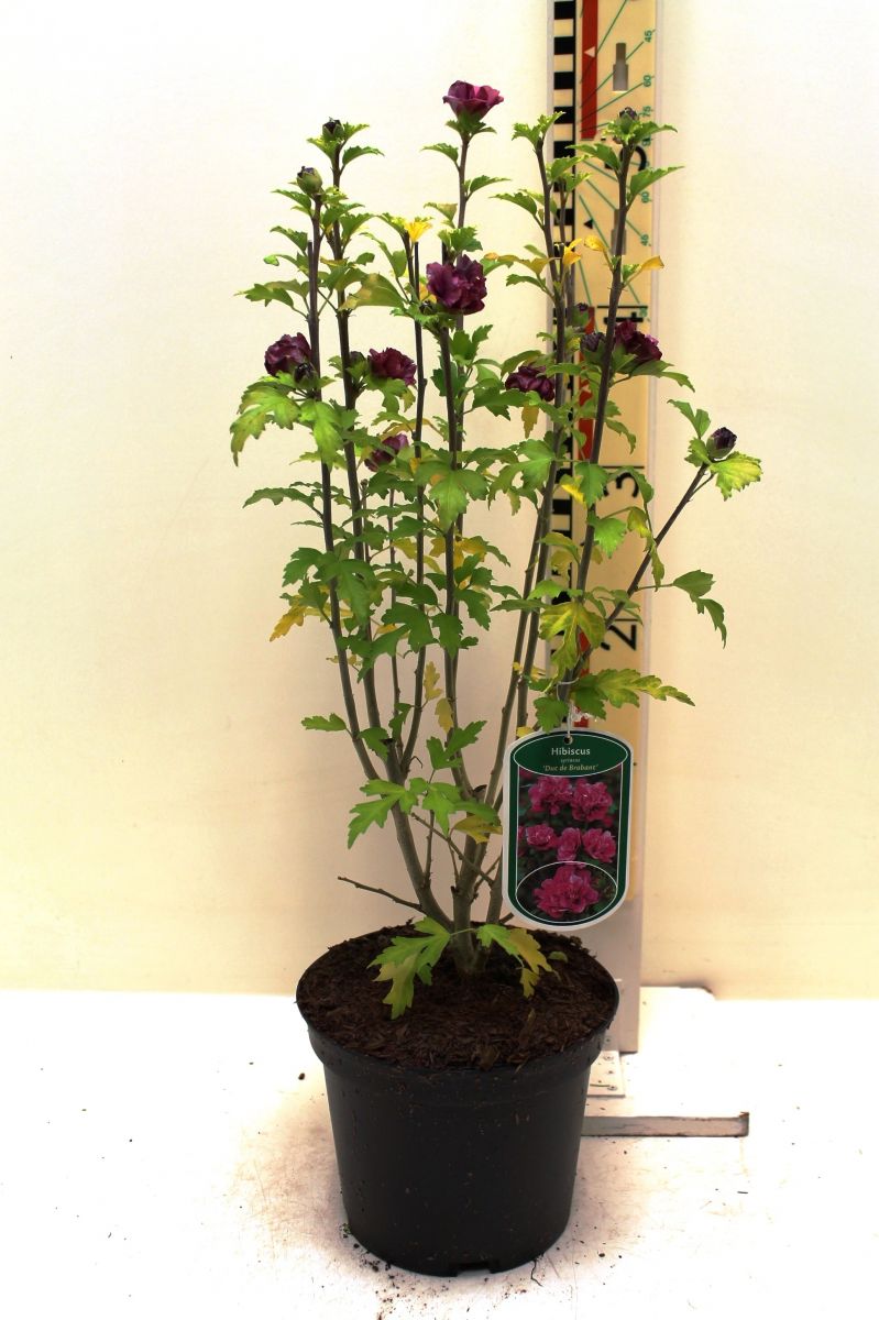 Hibiscus syriacus Duc de Brabant Гібіскус сирійський - Hibiscus syriacus Duc de Brabant