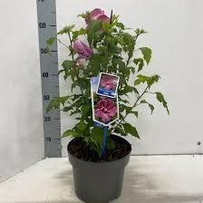 Гібіскус сирійський - Hibiscus syriacus Flower Tower Ruby