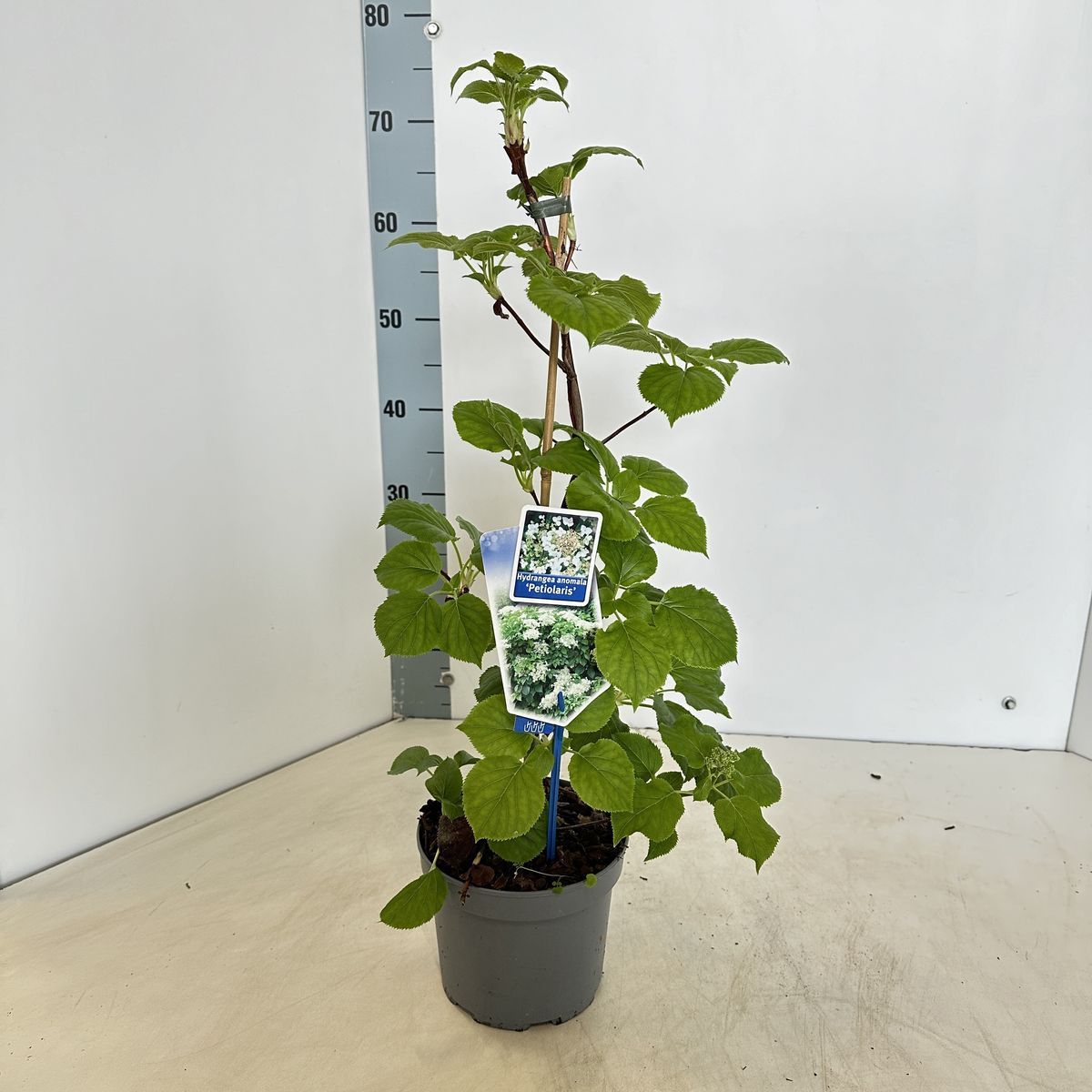 Hydrangea anomala Petiolaris Гортензія черешкова - Hydrangea anomala Petiolaris