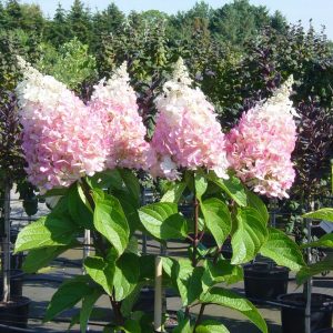 Гортензія волотиста - Hydrangea paniculata Pinky Winky