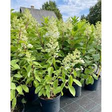 Гортензія волотиста - Hydrangea paniculata Baby Lace