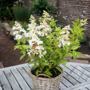 Гортензія волотиста - Hydrangea paniculata Confetti