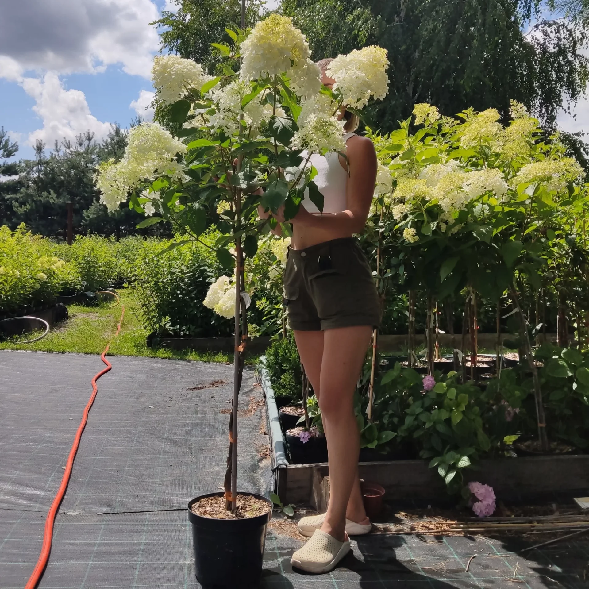 Hydrangea paniculata Griffiti 2 Гортензія волотиста - Hydrangea paniculata Griffiti Pa