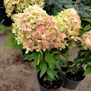 Гортензія волотиста - Hydrangea paniculata Griffiti