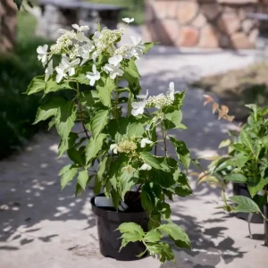 Гортензія волотиста - Hydrangea paniculata Levana