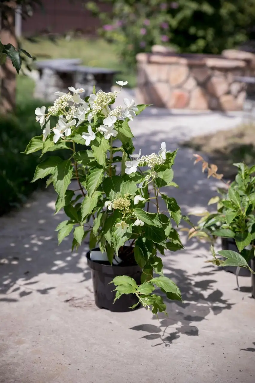 Hydrangea paniculata Levana Гортензія волотиста - Hydrangea paniculata Levana