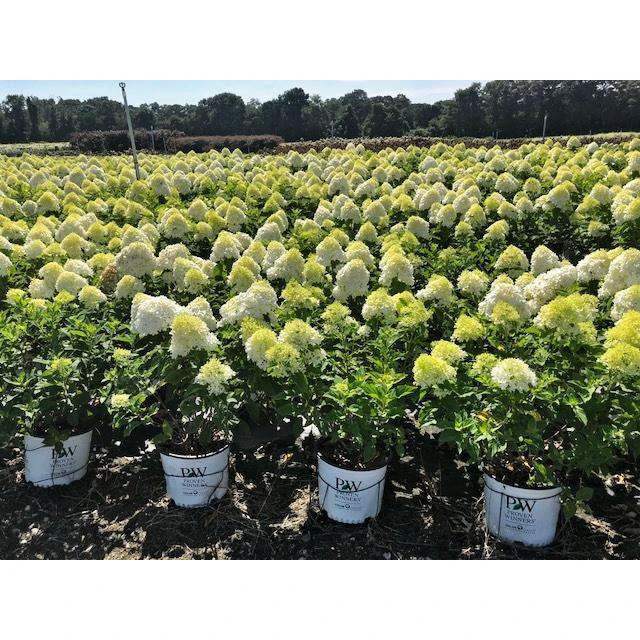 Hydrangea paniculata Limelight Гортензія волотиста - Hydrangea paniculata Limelight