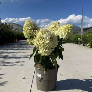 Гортензія волотиста - Hydrangea paniculata Little Fresco