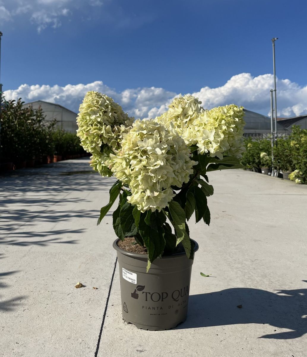 Hydrangea paniculata Little Fresco Гортензія волотиста - Hydrangea paniculata Little Fresco