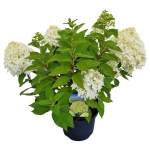 Гортензія волотиста - Hydrangea paniculata Little Spoky