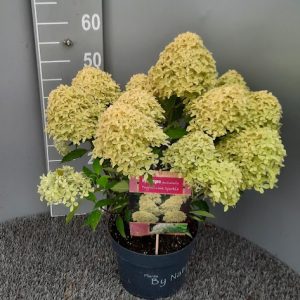 Гортензія волотиста - Hydrangea paniculata Magical Lime Sparkle