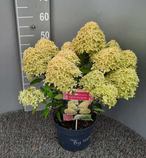 Hydrangea paniculata Magical Lime Sparkle Гортензія волотиста - Hydrangea paniculata Magical Lime Sparkle