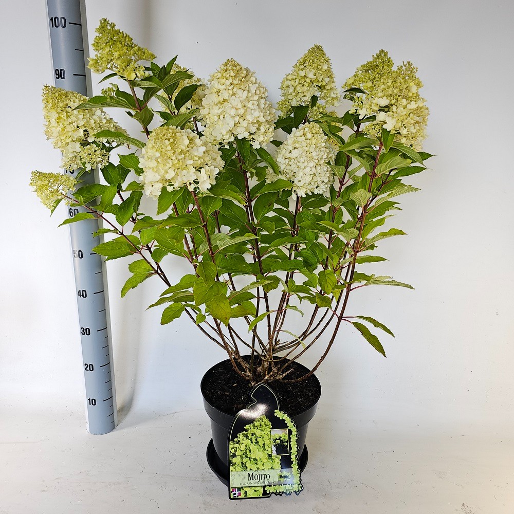 Hydrangea paniculata Mojito Гортензія волотиста - Hydrangea paniculata Mojito