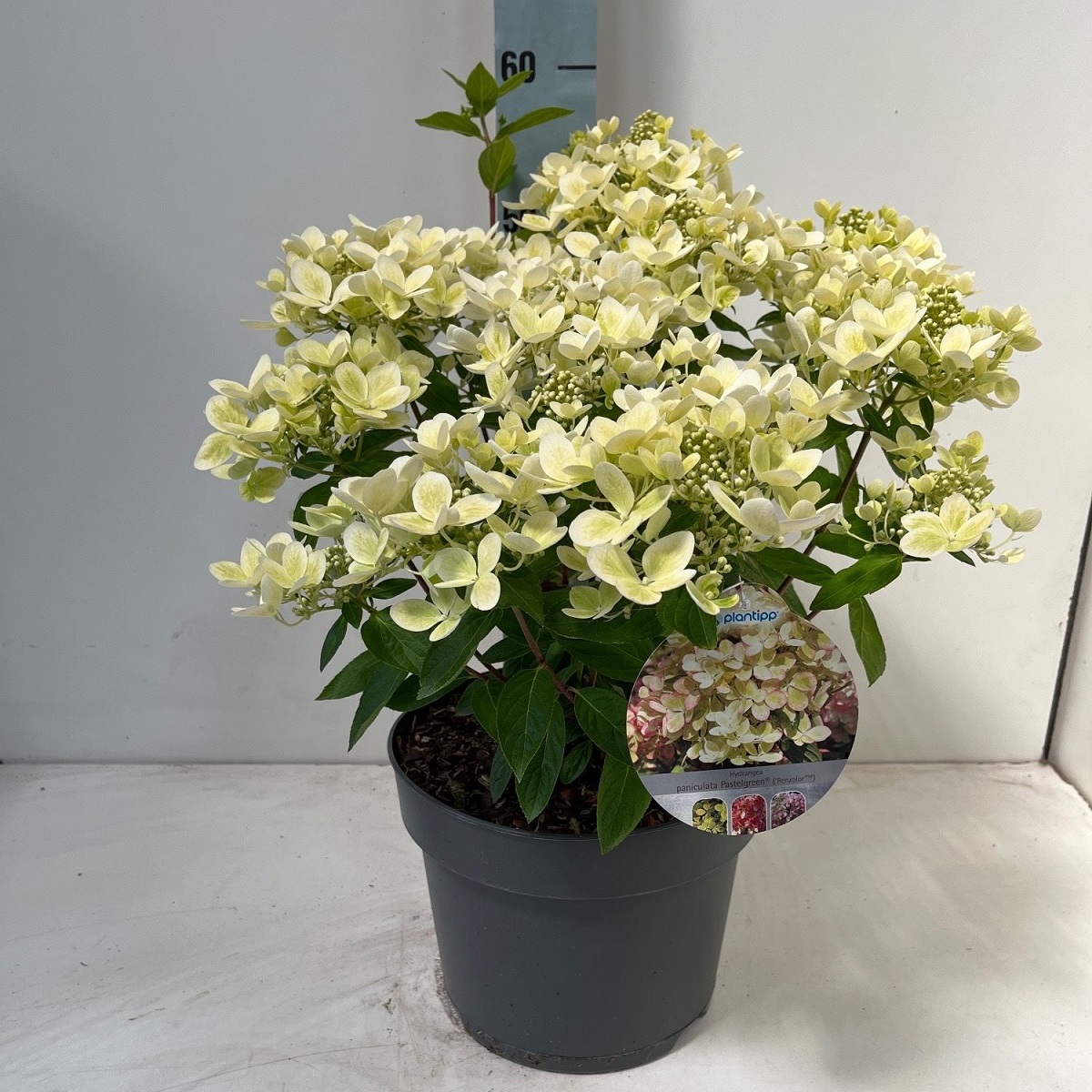 Hydrangea paniculata Pastel Green Гортензія волотиста - Hydrangea paniculata Pastel Green