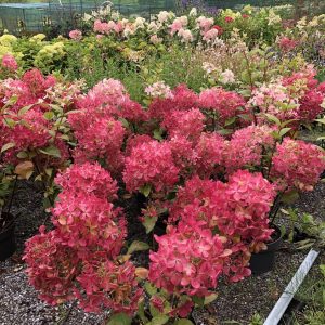 Гортензія волотиста - Hydrangea paniculata Petit Star