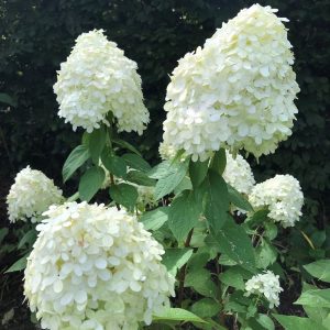Гортензія волотиста - Hydrangea paniculata Phantom