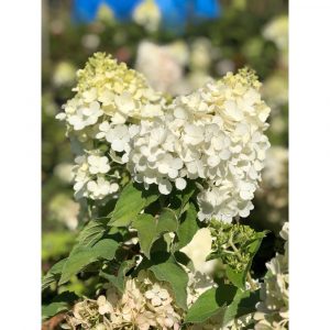 Гортензія волотиста - Hydrangea paniculata Polar Bear