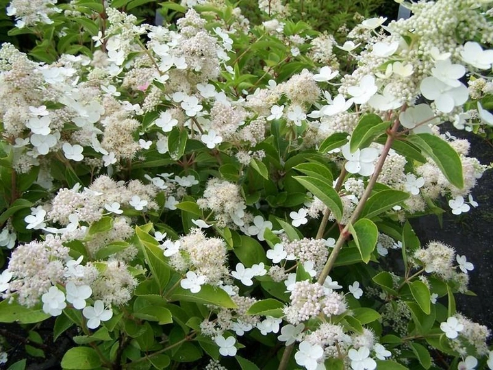 Hydrangea paniculata Prime White Гортензія волотиста - Hydrangea paniculata Prime White