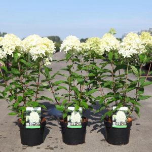 Гортензія волотиста - Hydrangea paniculata Skyfall Pa