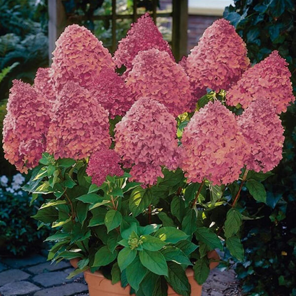 Hydrangea paniculata Sundae Fraise 2 Гортензія волотиста - Hydrangea paniculata Sundae Fraise Pa
