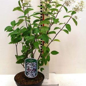 Гортензія волотиста - Hydrangea paniculata Unique