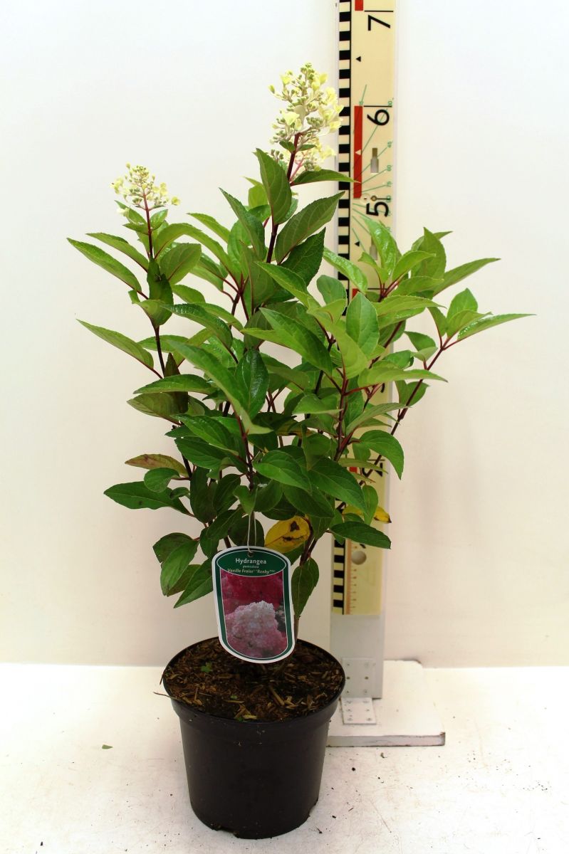 Hydrangea paniculata Vanille Fraise Гортензія волотиста - Hydrangea paniculata Vanille Fraise
