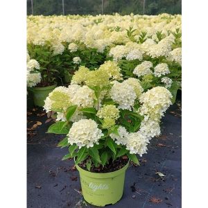 Гортензія волотиста - Hydrangea paniculata White Light