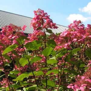 Гортензія волотиста - Hydrangea paniculata Wim`s Red Pa