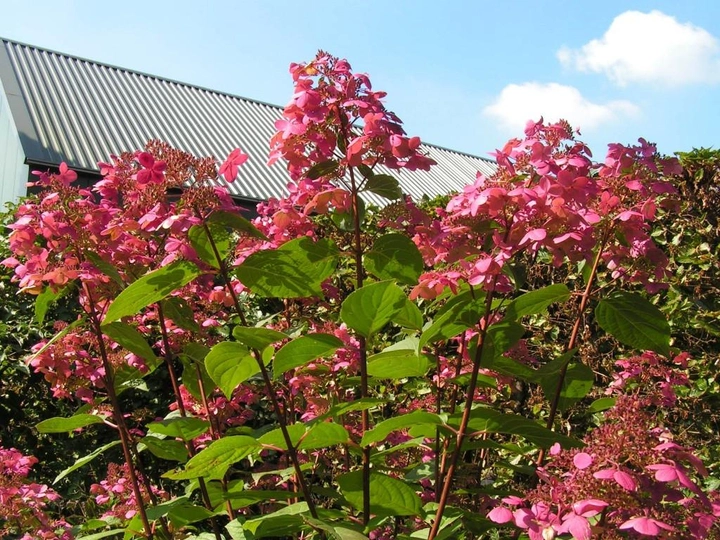 Hydrangea paniculata Wim`s Red 2 Гортензія волотиста - Hydrangea paniculata Wim`s Red Pa