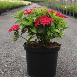 Гортензія волотиста - Hydrangea paniculata Wim`s Red