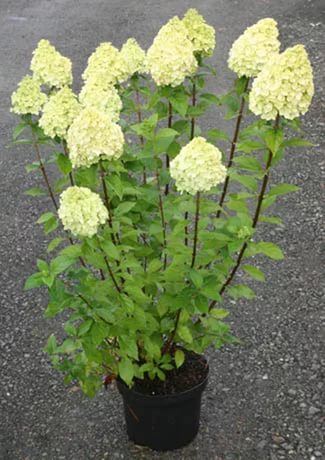 Hydrangea20paniculata20Limelight20S5.jpg