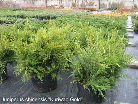 Juniperus chinensis Kuriwao Gold C7 Juniperus chinensis Kuriwao Gold C7