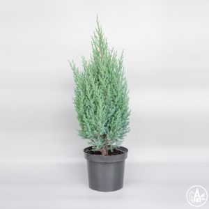 Juniperus chinensis Stricta C7.5