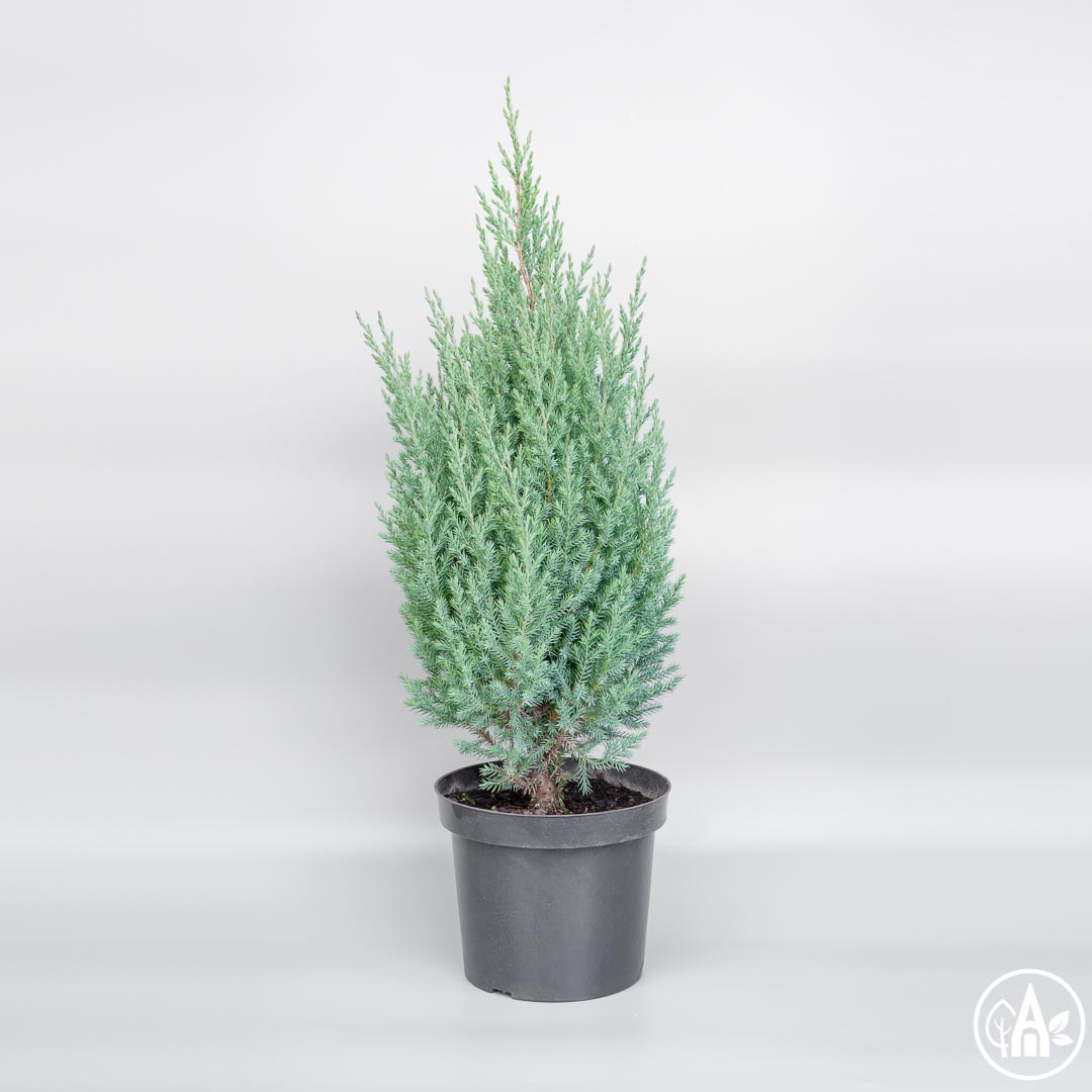 Juniperus chinensis Stricta C7.5 Juniperus chinensis Stricta C7.5