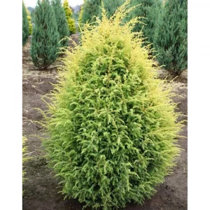 Juniperus communis Gold Cone