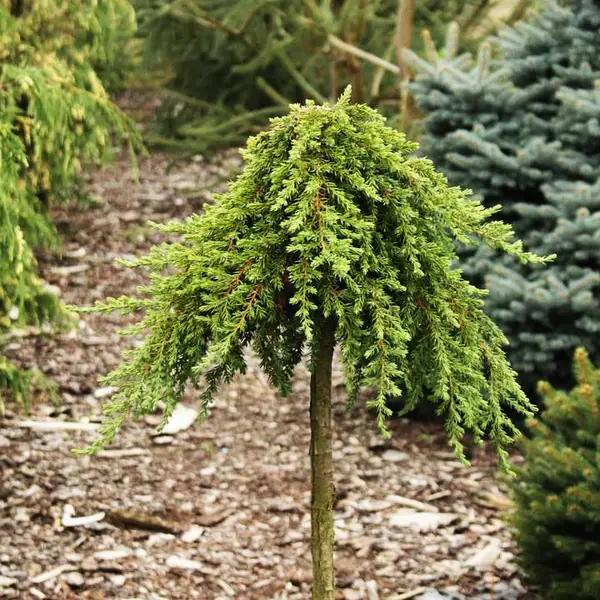 Juniperus communis Greenmantle Pa C5 Juniperus communis Greenmantle Pa C5