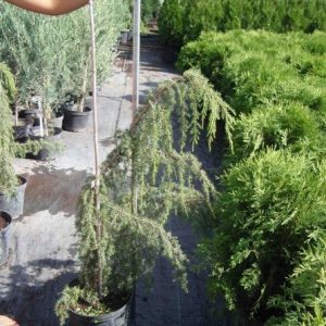 Juniperus communis Horstmann C7 5
