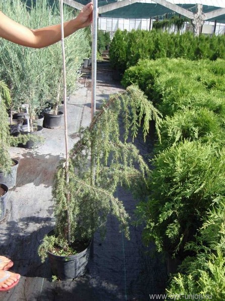 Juniperus communis Horstmann C7 5 Juniperus communis Horstmann C7 5