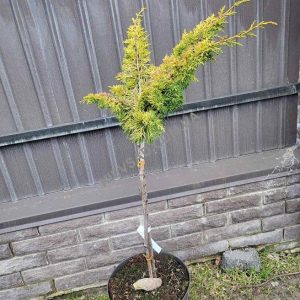 Juniperus communis Plumosa Aurea Pa