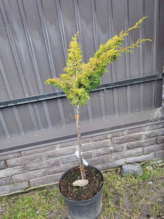 Juniperus communis Plumosa Aurea Pa Juniperus communis Plumosa Aurea Pa
