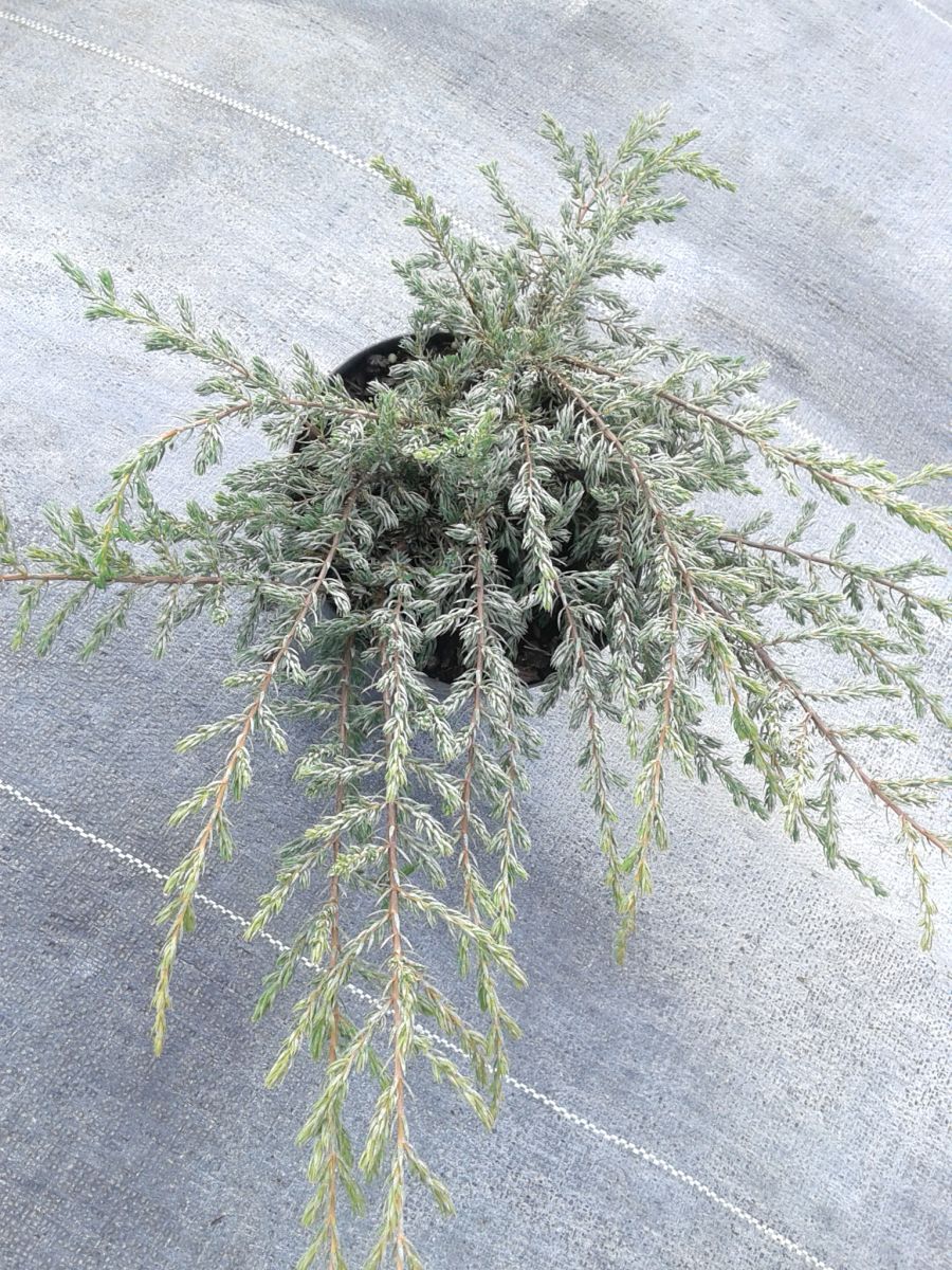 Juniperus communis Repanda C2 Juniperus communis Repanda C2
