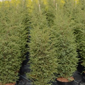 Juniperus communis hibernica C5