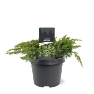 Juniperus conferta Schlager С3