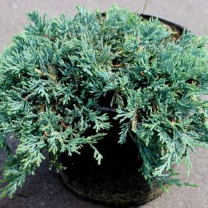 Juniperus horizontalis Ace Blue C2
