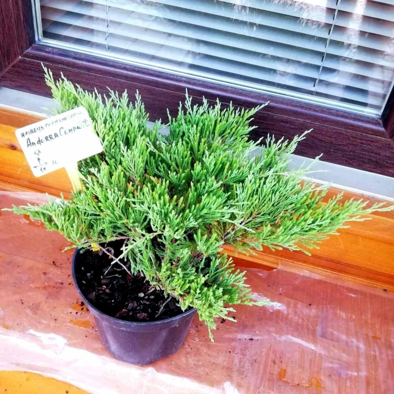 Juniperus horizontalis Andorra Compacta C3 Juniperus horizontalis Andorra Compacta C3
