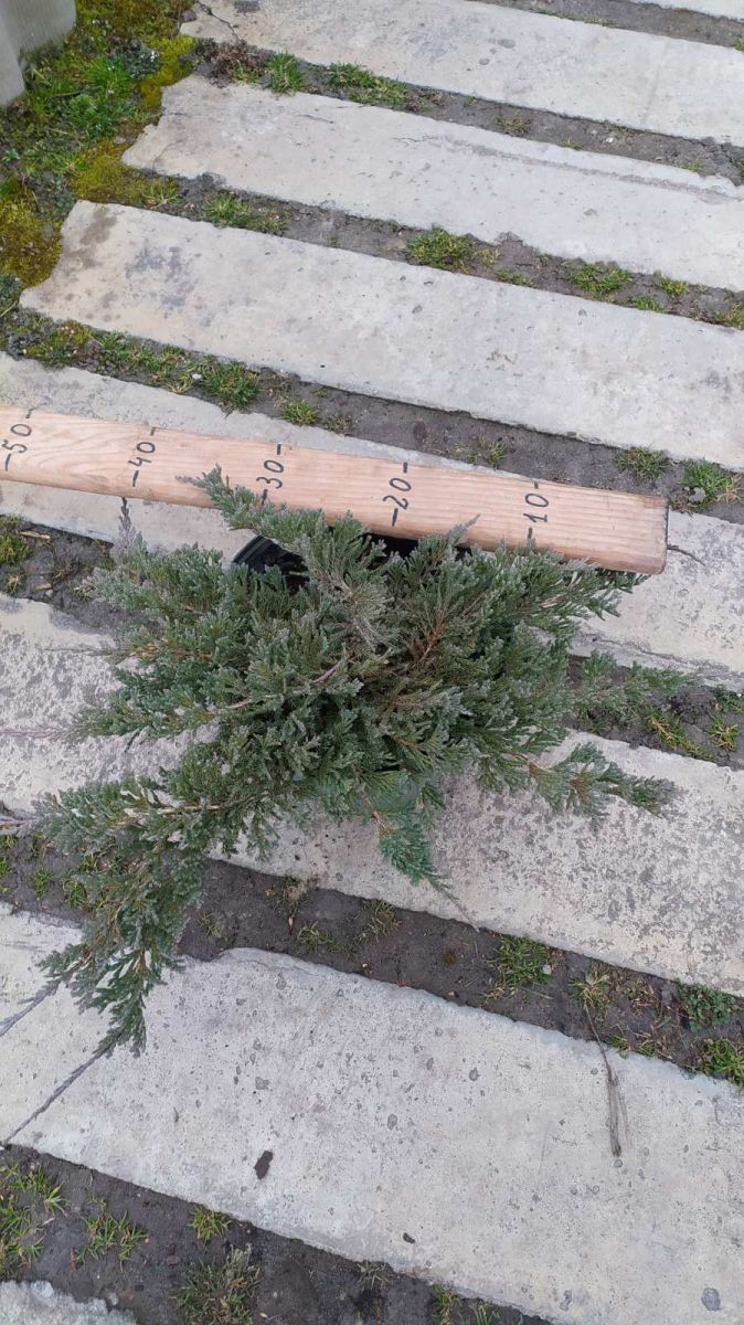 Juniperus horizontalis Blue Chip C5 Juniperus horizontalis Blue Chip C5